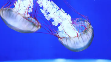 すみだ水族館に投稿された画像（2020/8/12）