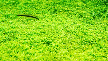 すみだ水族館に投稿された画像（2020/8/12）