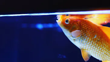 すみだ水族館に投稿された画像（2020/8/12）