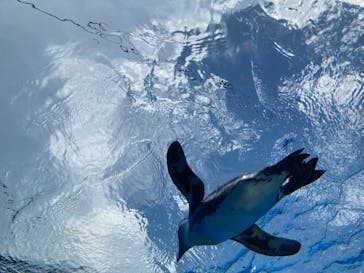サンシャイン水族館に投稿された画像（2020/8/12）