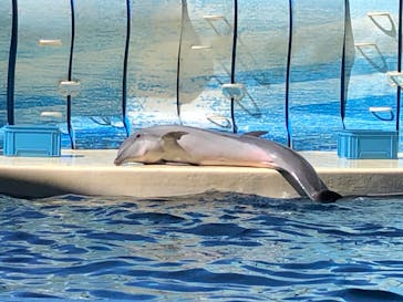 新江ノ島水族館に投稿された画像（2020/8/12）