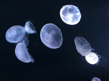 サンシャイン水族館に投稿された画像（2020/8/12）