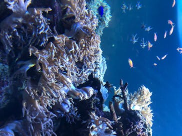 サンシャイン水族館に投稿された画像（2020/8/12）