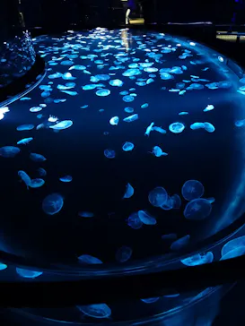 すみだ水族館に投稿された画像（2020/8/12）