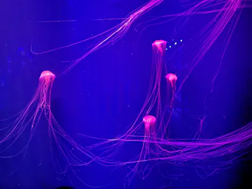 すみだ水族館に投稿された画像（2020/8/12）