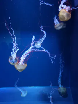 すみだ水族館に投稿された画像（2020/8/12）