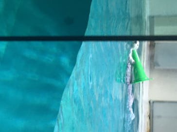 鳥羽水族館に投稿された画像（2020/8/12）