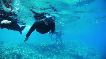 沖縄ダイビング ピンクマーメイドに投稿された画像（2020/8/12）