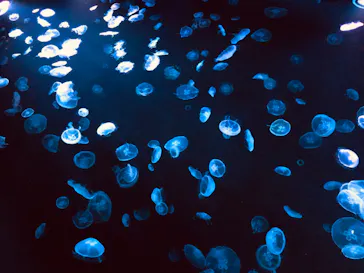 すみだ水族館に投稿された画像（2020/8/12）