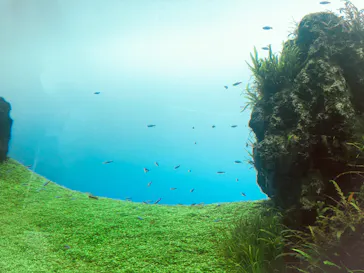 すみだ水族館に投稿された画像（2020/8/12）