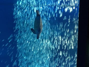 アクアワールド茨城県大洗水族館に投稿された画像（2020/8/12）