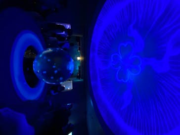 新江ノ島水族館に投稿された画像（2020/8/12）