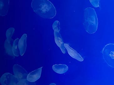 新江ノ島水族館に投稿された画像（2020/8/12）