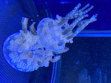 新江ノ島水族館に投稿された画像（2020/8/12）