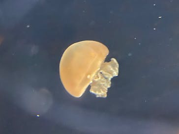 新江ノ島水族館に投稿された画像（2020/8/12）