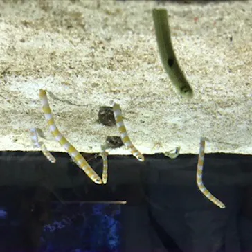 すみだ水族館に投稿された画像（2020/8/12）