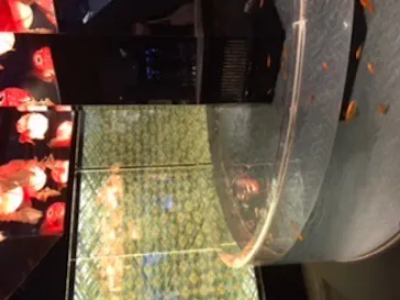 すみだ水族館に投稿された画像（2020/8/12）