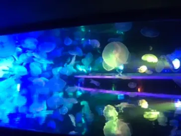 すみだ水族館に投稿された画像（2020/8/12）