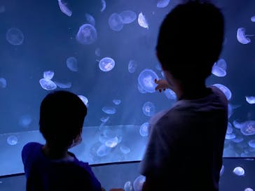 サンシャイン水族館に投稿された画像（2020/8/12）
