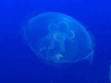 新江ノ島水族館に投稿された画像（2020/8/12）