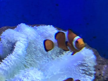 新江ノ島水族館に投稿された画像（2020/8/12）