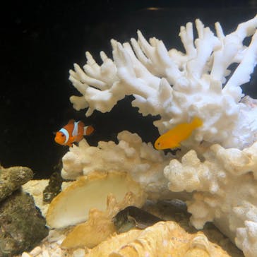 新江ノ島水族館に投稿された画像（2020/8/12）