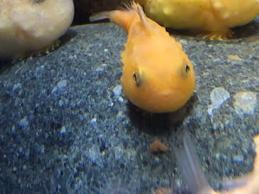 新江ノ島水族館に投稿された画像（2020/8/12）