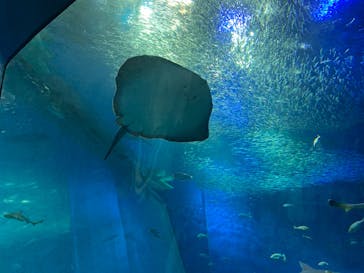 アクアワールド茨城県大洗水族館に投稿された画像（2020/8/12）
