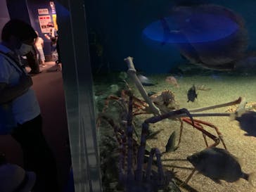 アクアワールド茨城県大洗水族館に投稿された画像（2020/8/12）