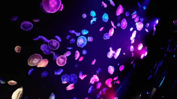 すみだ水族館に投稿された画像（2020/8/12）