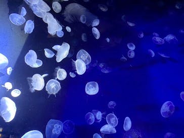 サンシャイン水族館に投稿された画像（2020/8/12）