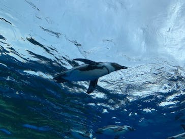 サンシャイン水族館に投稿された画像（2020/8/12）