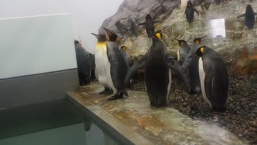 旭川市旭山動物園に投稿された画像（2020/8/12）