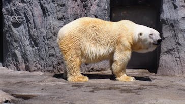 旭川市旭山動物園に投稿された画像（2020/8/12）