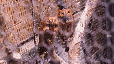 旭川市旭山動物園に投稿された画像（2020/8/12）