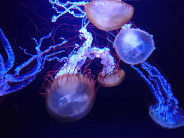 すみだ水族館に投稿された画像（2020/8/12）