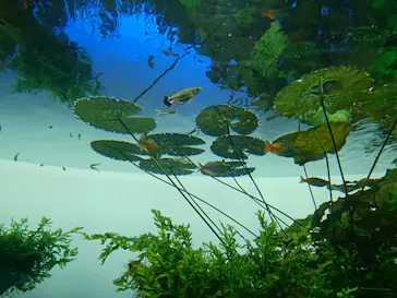 すみだ水族館に投稿された画像（2020/8/12）
