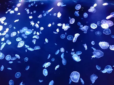 すみだ水族館に投稿された画像（2020/8/12）