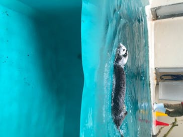 鳥羽水族館に投稿された画像（2020/8/12）