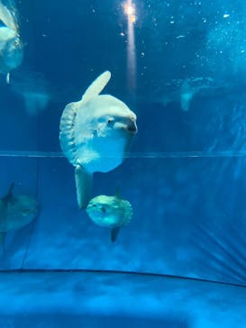 アクアワールド茨城県大洗水族館に投稿された画像（2020/8/12）