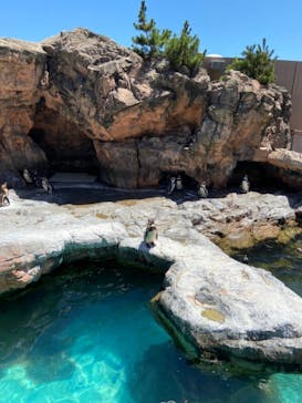 アクアワールド茨城県大洗水族館に投稿された画像（2020/8/12）