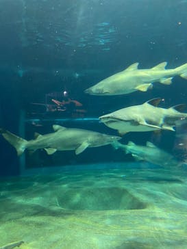 アクアワールド茨城県大洗水族館に投稿された画像（2020/8/12）
