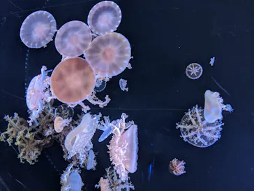 仙台うみの杜水族館に投稿された画像（2020/8/12）
