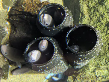 仙台うみの杜水族館に投稿された画像（2020/8/12）