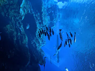 仙台うみの杜水族館に投稿された画像（2020/8/12）