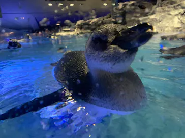 すみだ水族館に投稿された画像（2020/8/12）