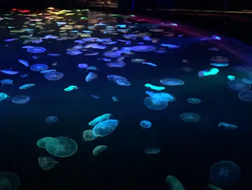 すみだ水族館に投稿された画像（2020/8/12）