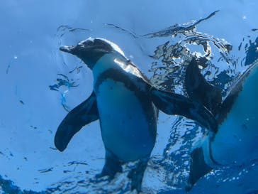 サンシャイン水族館に投稿された画像（2020/8/13）