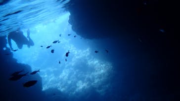 ダイビングショップ Sea Free（シーフリー）に投稿された画像（2020/8/13）