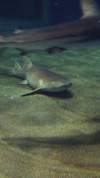 アクアワールド茨城県大洗水族館に投稿された画像（2020/8/13）